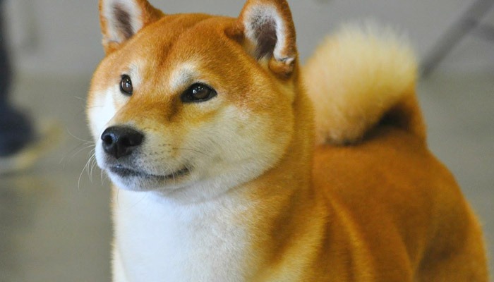 Shiba Inu News: A Comprehensive Look at the Cryptocurrency’s Journey